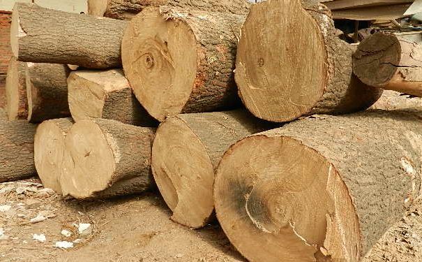 泡桐木的用途,泡桐木家具保养方法